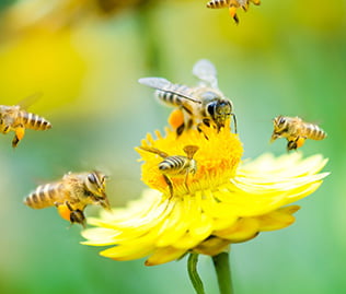 Bienen auf Blume